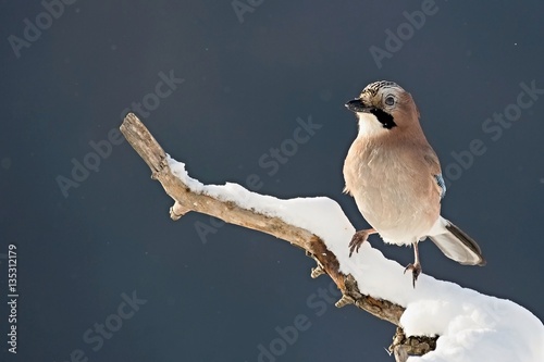 Eurasian jay - Garrulus glandarius, sitting on a branch in nature. Wildlife. Europe, country Slovakia, region Horna Nitra. photo