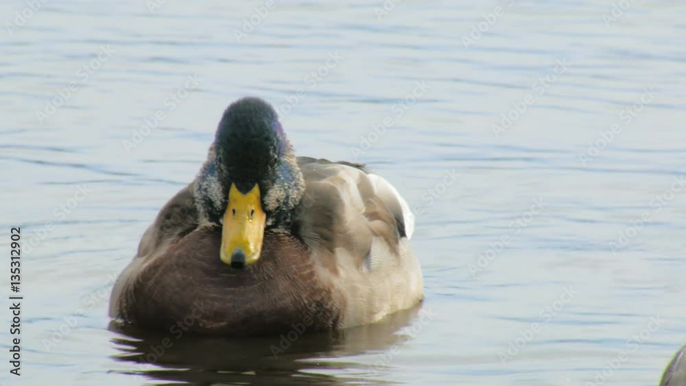 close up shooting of disheveled drake, floating of a pond in daytime, birdwatching close up shooting of disheveled drake, floating of a pond in daytime, birdwatching