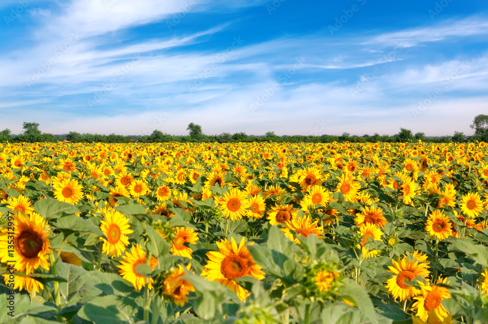 Country landscape with sunflowers field.
