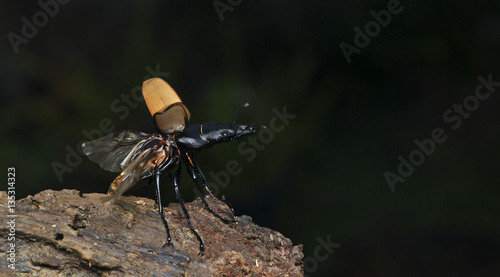 Beetle ( Odontolabis mouhotii ) on the rock photo