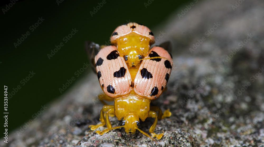 Beetle, Fourteen-spotted Beetle on tree Beetle, Fourteen-spotted Beetle on tree