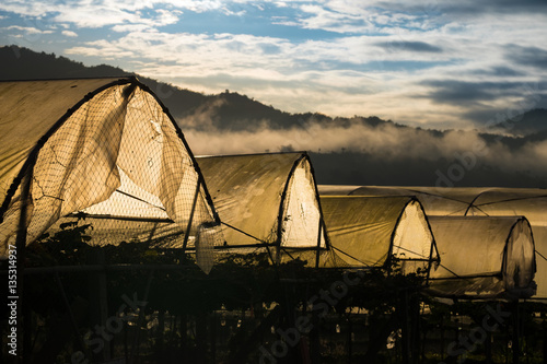 Morning light with canvas at grape farm   Morning mist with the first light in grape farm in Chiangmai province  north of Thailand