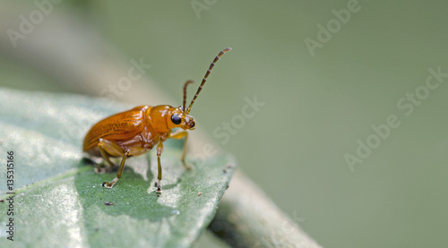 Beetle, Red Cucurbit Beetle on green leaf