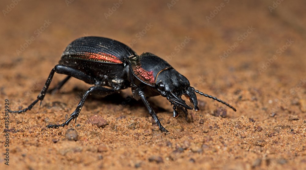 Beetle, Large Ground Beetle ( Mouhotia batesi ) on ground Beetle, Large Ground Beetle ( Mouhotia batesi ) on ground