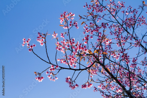 Pink flowers cherry blossom or sakura flower with with blue sky