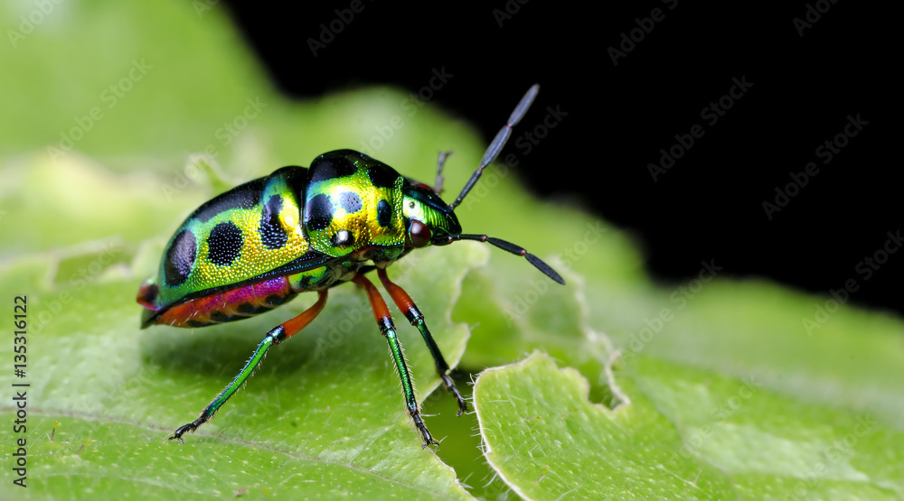 Beetle, Shield Bug ( Chrysocoris stollii ) on green leaf Beetle, Shield Bug ( Chrysocoris stollii ) on green leaf