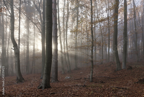Bergwald im Nebel photo