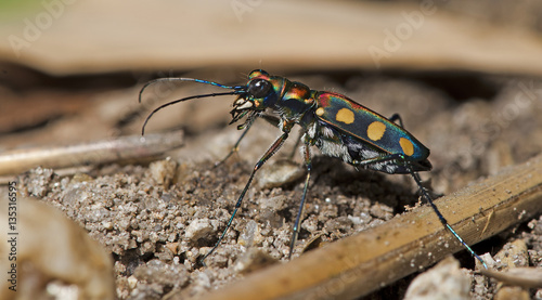 Beetle, Tiger Beetle ( Cosmodela aululenta juxata ) on ground © Nuwat