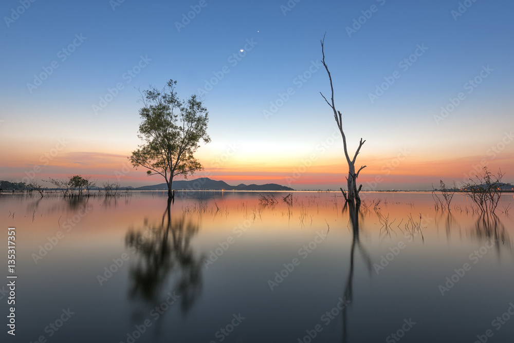Obraz premium dead and alive trees are stay together in the lake at sunset