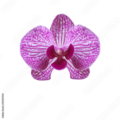 Flower beautiful purple orchid on a white background. illustration