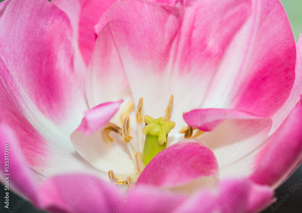 Poetic Pink Perfection Poetic Pink Perfection