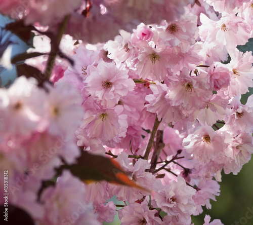 pink Sakura flowers on a tree closeup