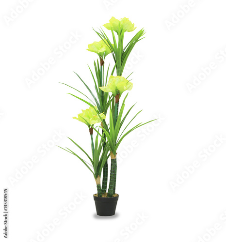 Big dracaena palm in a pot isolated over white