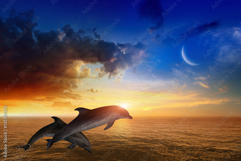 Fototapeta premium Marine life background - jumping dolphins, glowing sunset