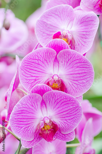 Pink orchid flower (Phalaenopsis) blossom in a garden