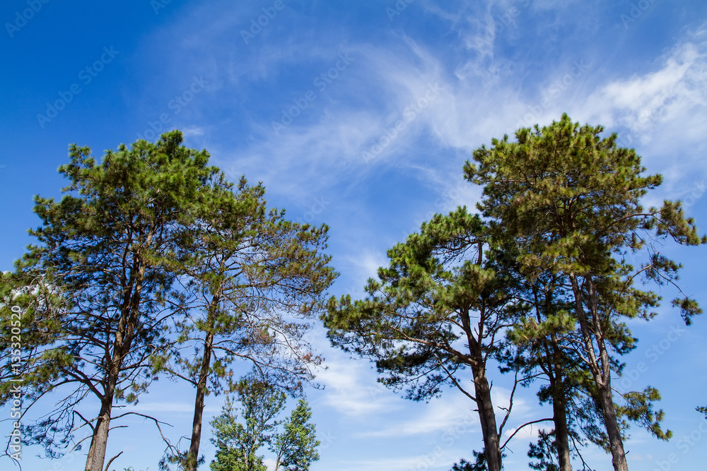 Treetop, canopy, crown of the tree. Forest, food branch and gree Treetop, canopy, crown of the tree. Forest, food branch and gree