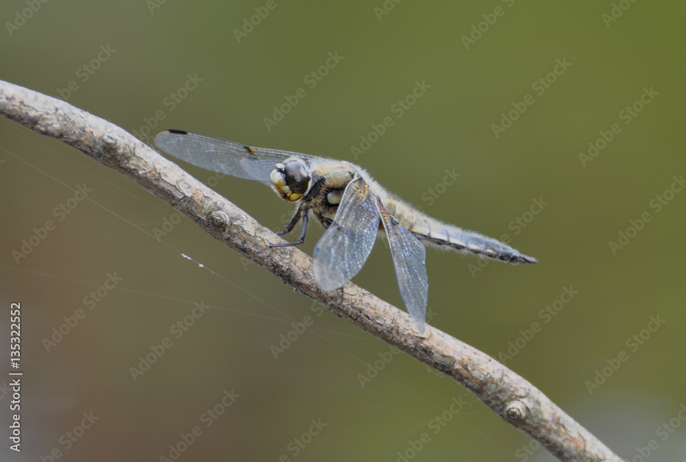Vierfleck Libelle (Libellula quadrimaculata) Vierfleck Libelle (Libellula quadrimaculata)