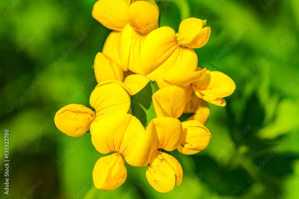 macro from a yellow flower