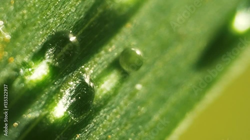 Macro close up and time laps of waterdrops on green grass while sunlight moves during day photo