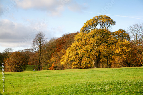 Beautiful autumn landscape with coloured trees, blue sky and green field.