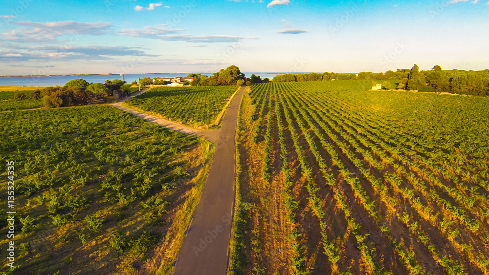 Aerial View Of A Vineyard