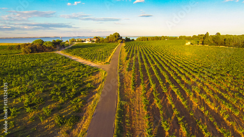 Aerial View Of A Vineyard © nullplus
