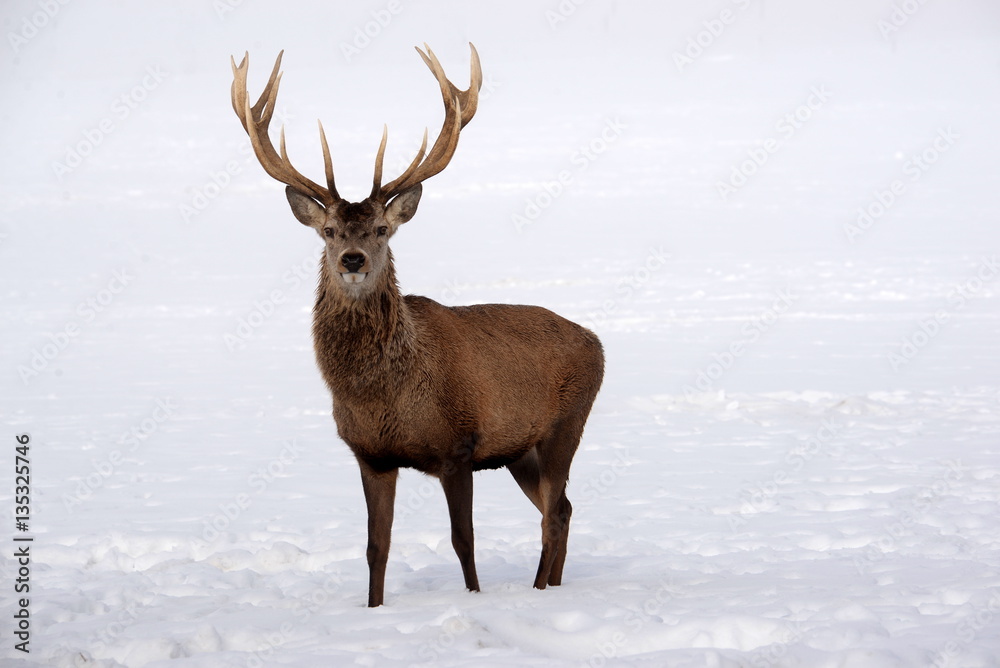 Fototapeta premium Winterhirsch, mächtiger Rothirsch im Winterfell, seht stolz im Schnee