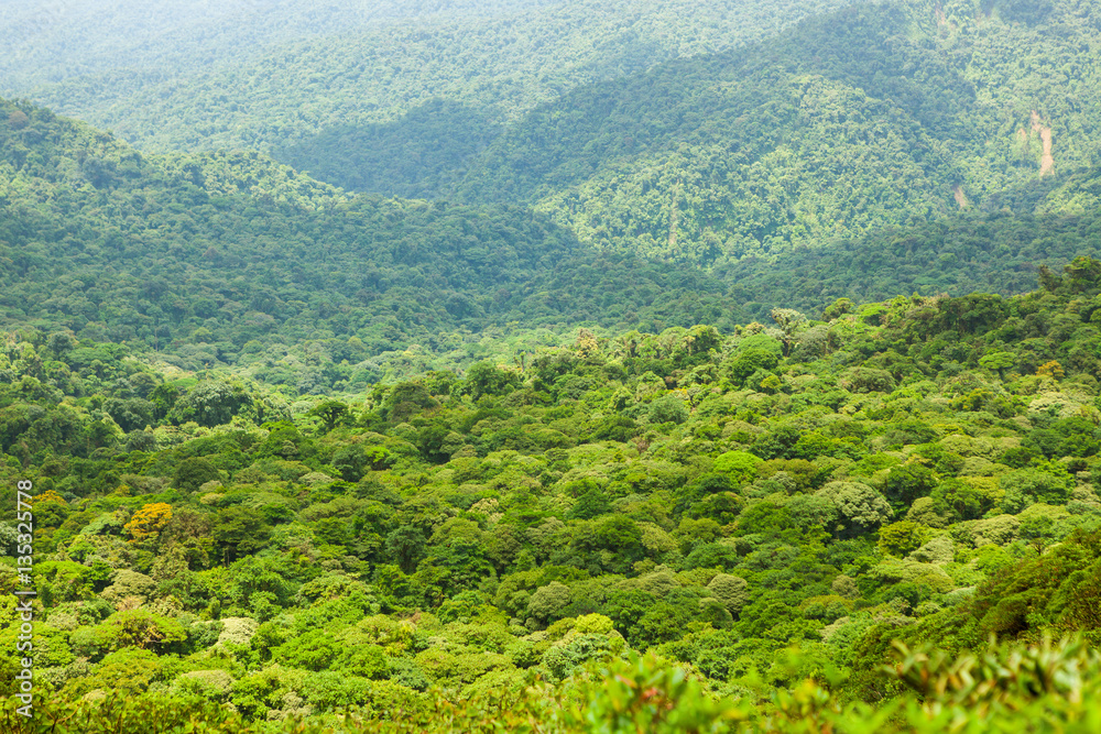 Rainforest landscape in Monteverde Costa Rica