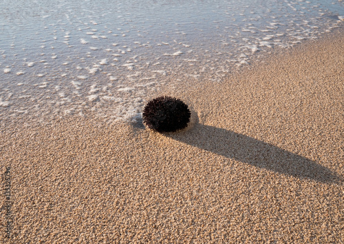 Black sea urchin on sandy beach coastline