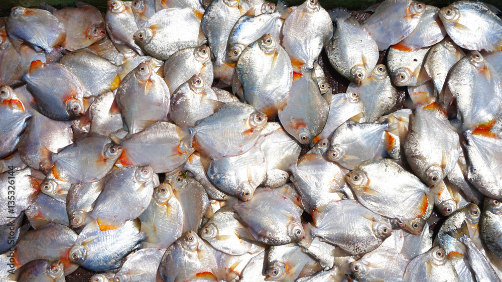Piranhas on a fish market in the Amazon, Brazil Piranhas on a fish market in the Amazon, Brazil