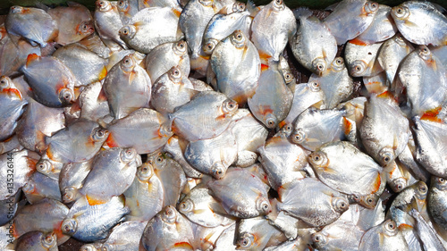 Piranhas on a fish market in the Amazon, Brazil