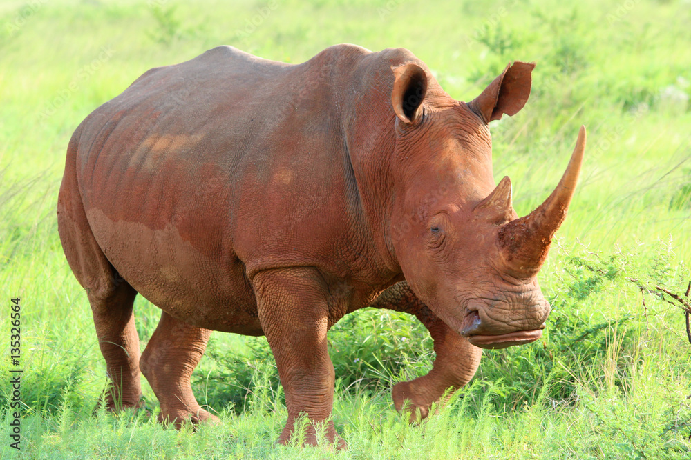 Fototapeta premium Nashorn Mutter Südafrika