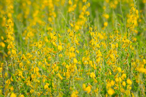 yellow wallpaper of yellow flower © apichart609