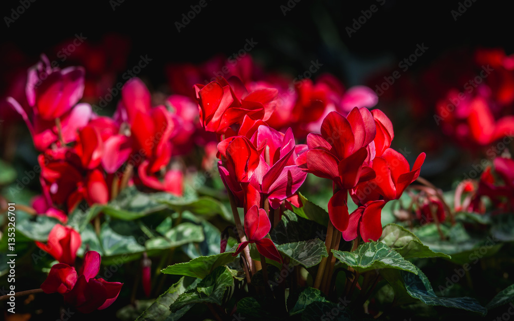 beautiful red cyclamen flowers is winter flowers (Cyclamen persicum)