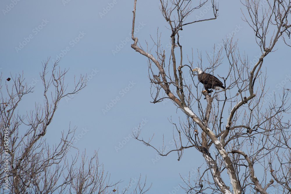 American Bald Eagle (Haliaeetus leucocephalus) sitting in a tree American Bald Eagle (Haliaeetus leucocephalus) sitting in a tree