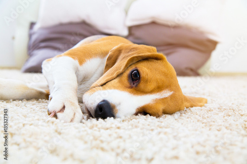 Tired dog on soft carpet after training