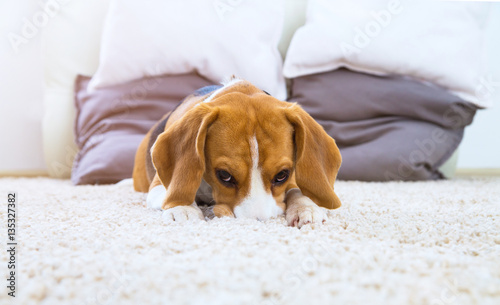 Fototapeta Naklejka Na Ścianę i Meble -  Dog on white fluffy carpet at home