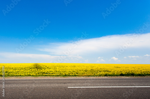 Sunflowers field under the blue sky with clouds. Ukraine, Europe.