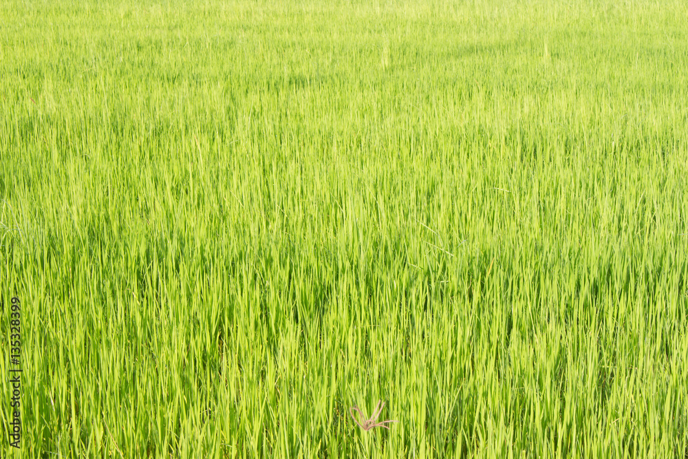 Green rice fields in Thailand. Fresh spring green grass.Cornfield background. Rice Background
Green rice fields in Thailand. Fresh spring green grass.Cornfield background. Rice Background
