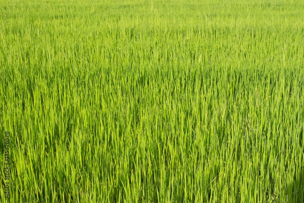 Green rice fields in Thailand. Fresh spring green grass.Cornfield background. Rice Background
Green rice fields in Thailand. Fresh spring green grass.Cornfield background. Rice Background