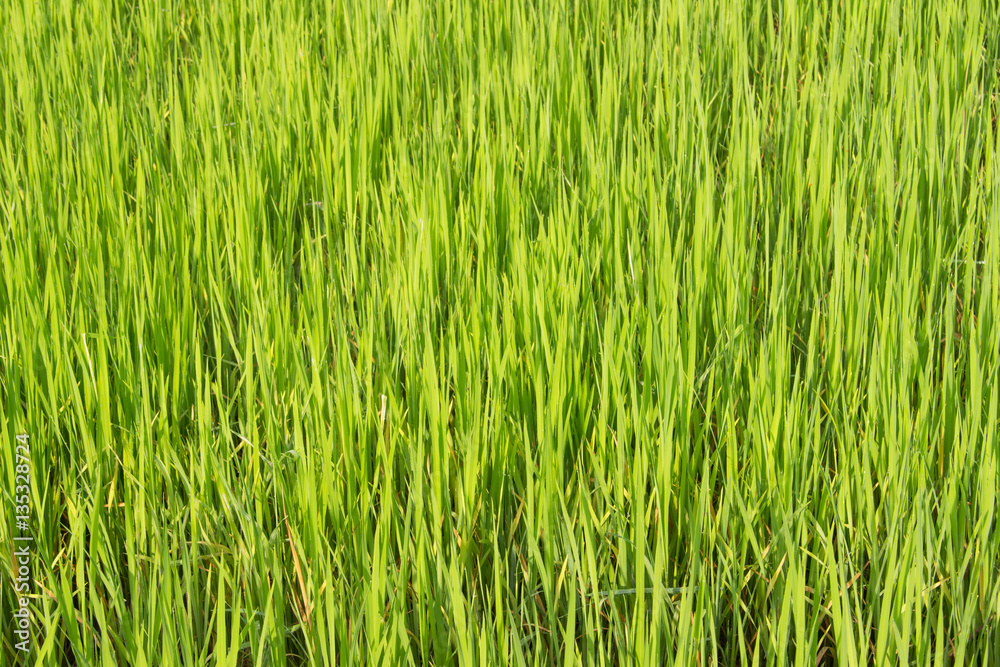 Green rice fields in Thailand. Fresh spring green grass.Cornfield background. Rice Background
