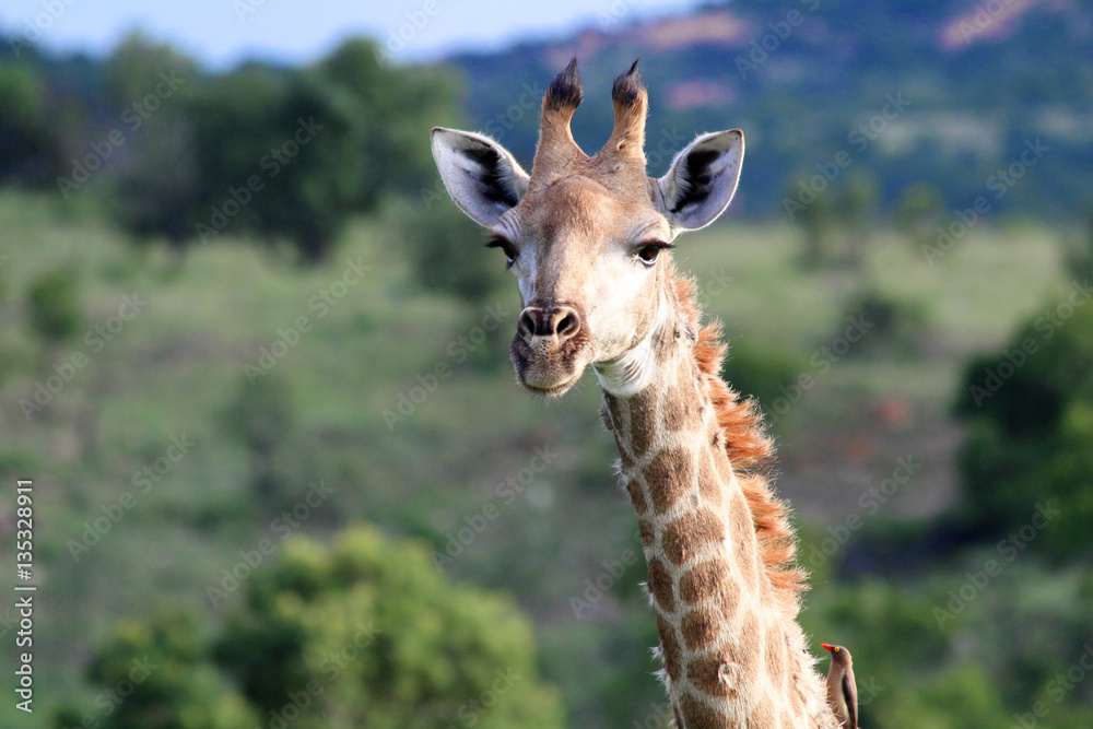 Giraffe in Südafrika Weibchen