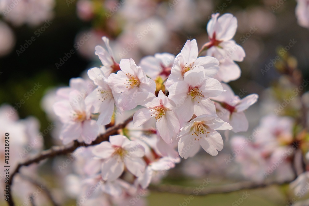 Sakura along Kanda River in Tokyo, Japan 