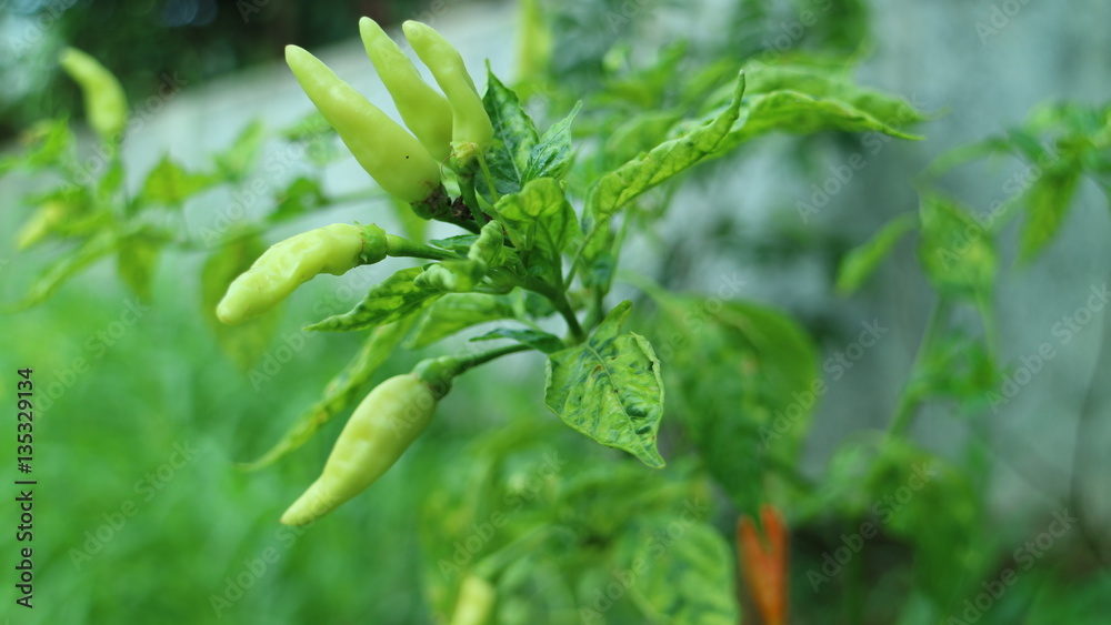 The bird's eye chili plant in Indonesia. All chilis found around the world today have their origins in Mexico, Central America, and South America.