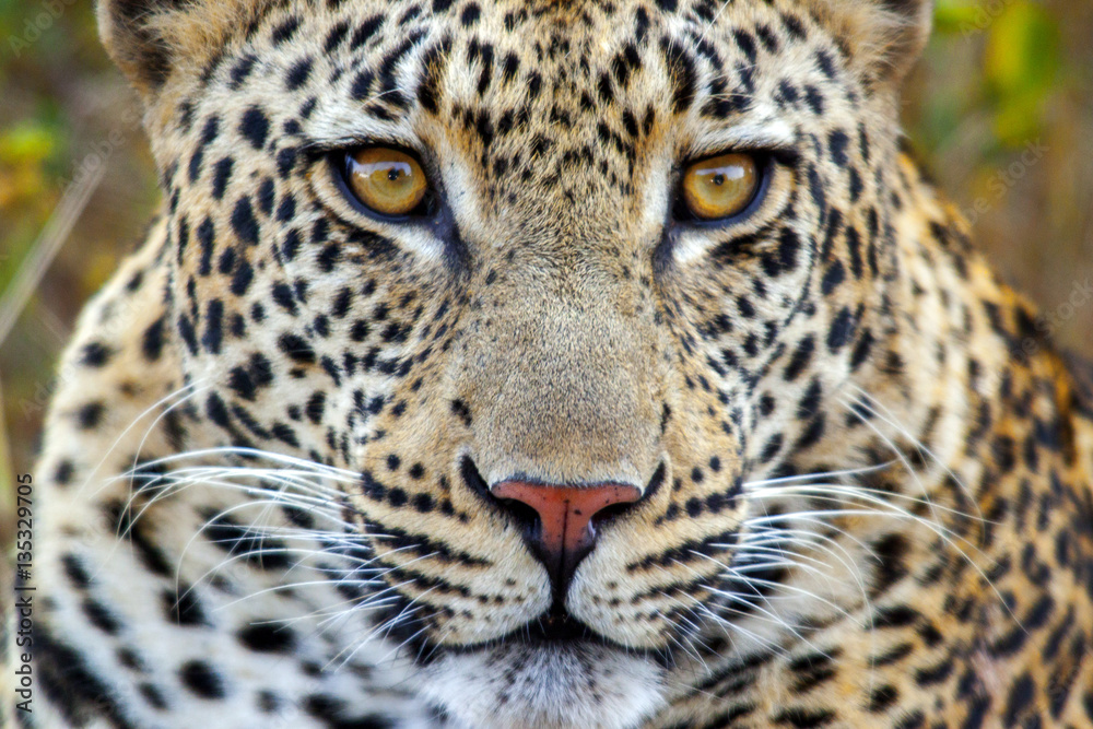 Naklejka premium Leopard Closeup