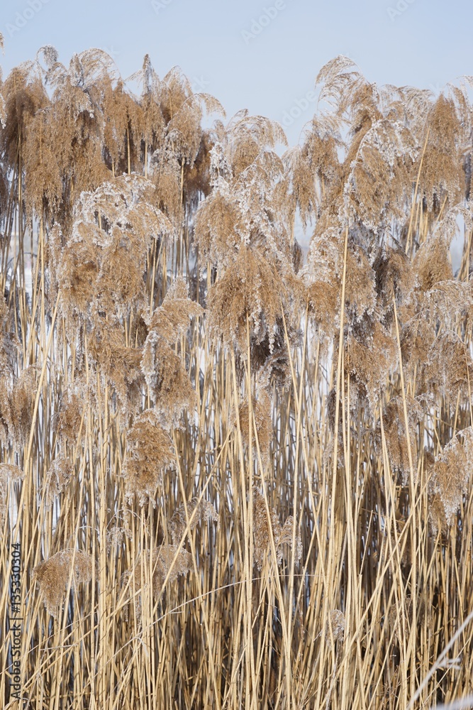 Fototapeta premium Winterlandschaft am zugefrorenen See mit Schilf - Hochformat