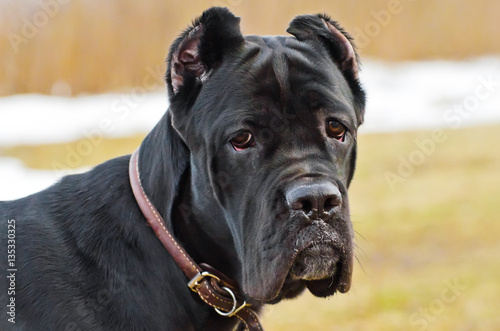 Head black dog