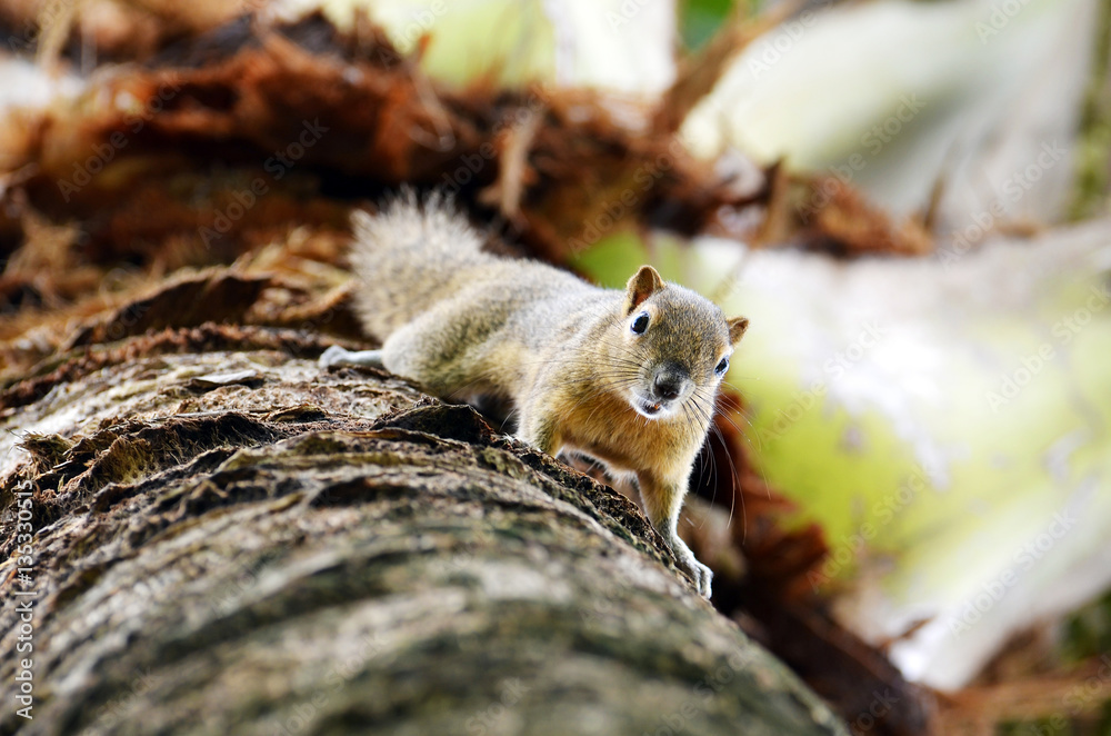 Squirrel palm tropical forest animal rodent