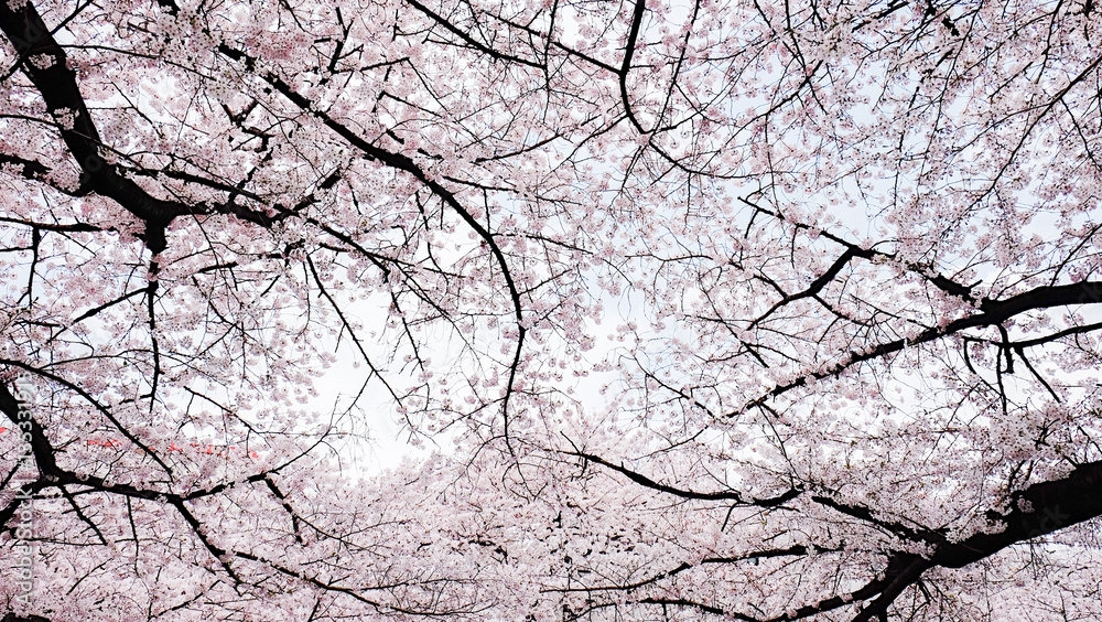 Sakura along Kanda River in Tokyo, Japan Sakura along Kanda River in Tokyo, Japan