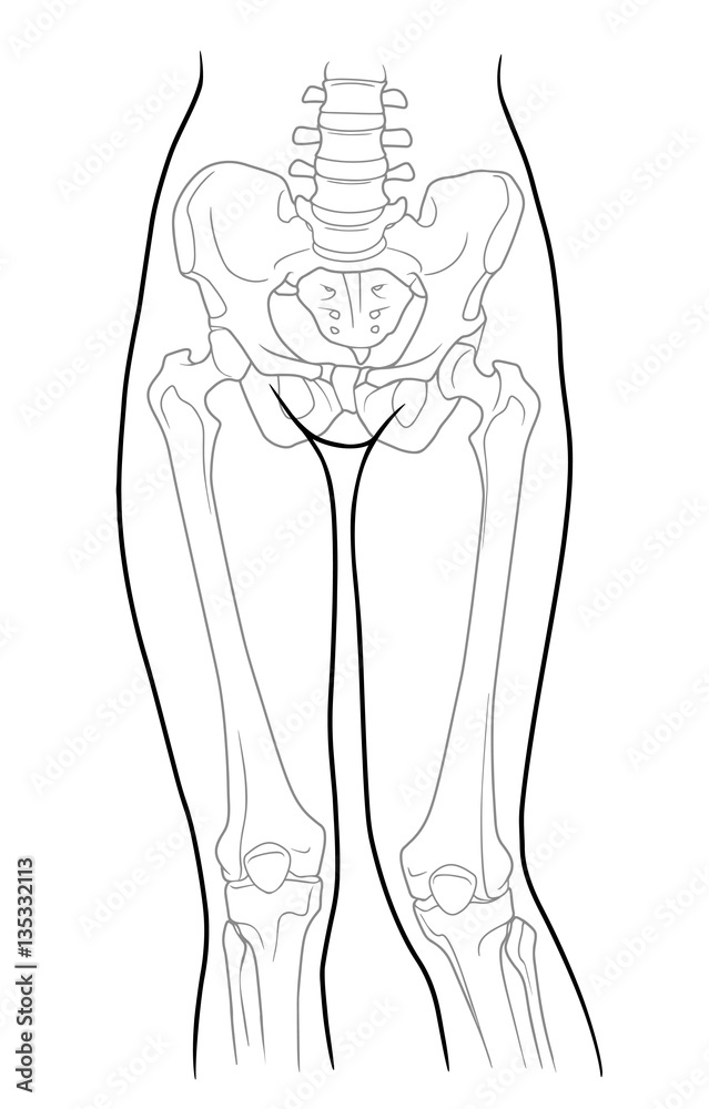 Detail of woman pelvic girdle and legs; Build, pelvic girdle and lower limb  girdle knee female skeleton and bones of the legs, front view. On a white  background Stock Vector